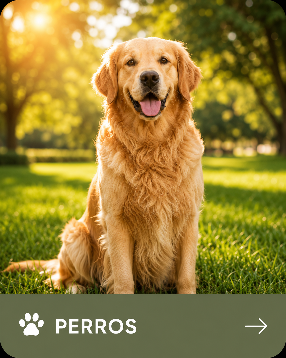 Perros