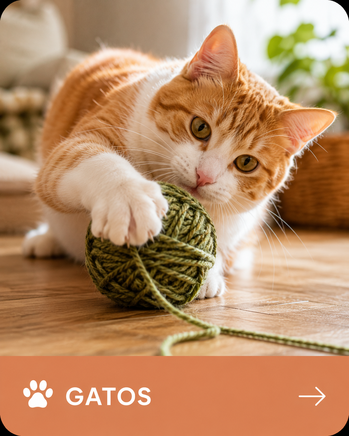 Gatos